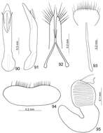 Image of Paridea (Paridea) testacea Gressitt & Kimoto 1963