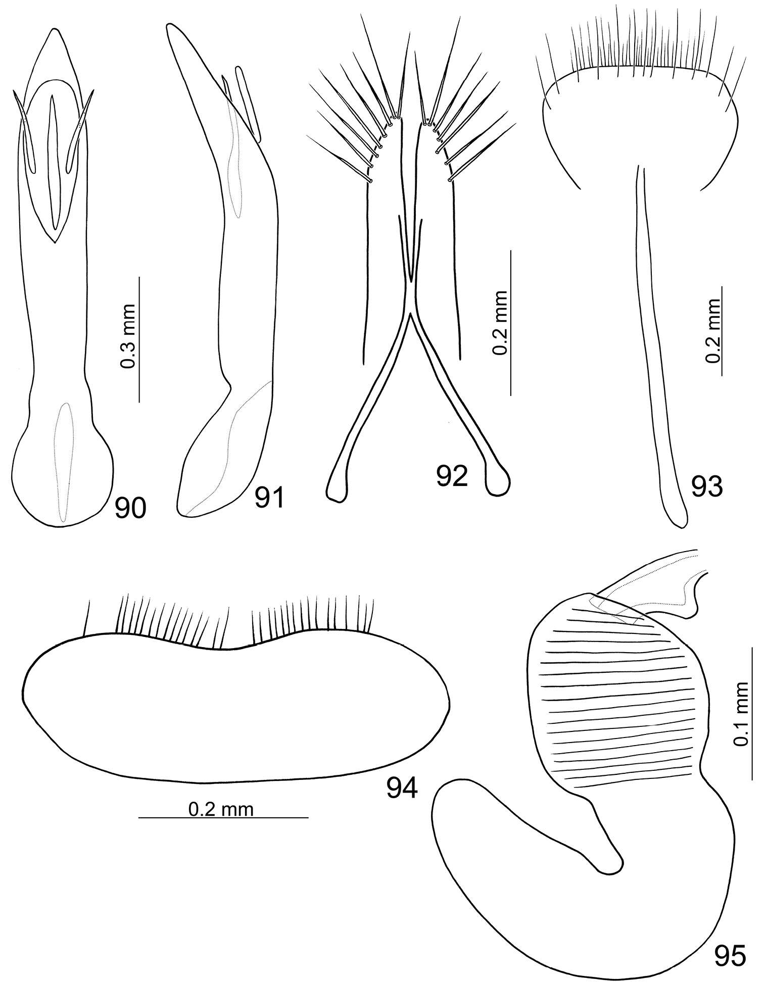 Image of Paridea (Paridea) testacea Gressitt & Kimoto 1963