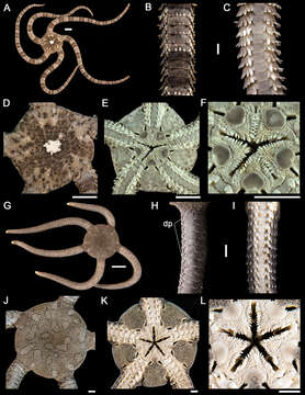 Ophiodermatoidea Ljungman 1867 resmi