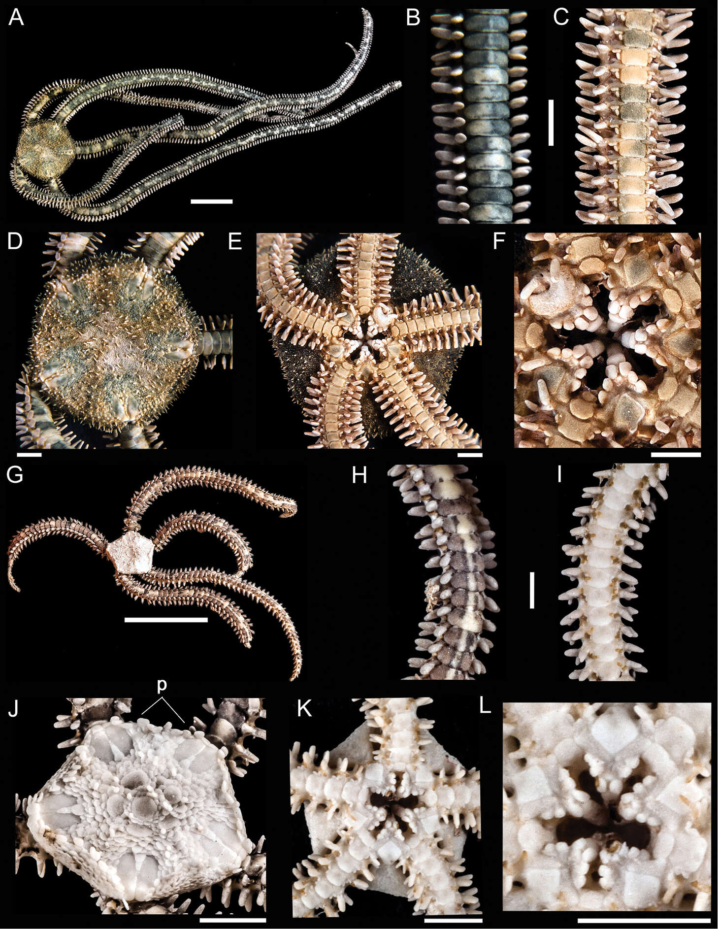 Imagem de Ophiophragmus Lyman 1865