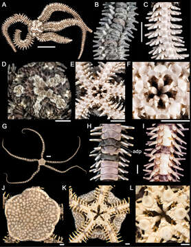 Image of Ophiactidae Matsumoto 1915