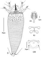 Image of Gammaphytoptus striatilobus Wang, Han, Xue & Hong 2014