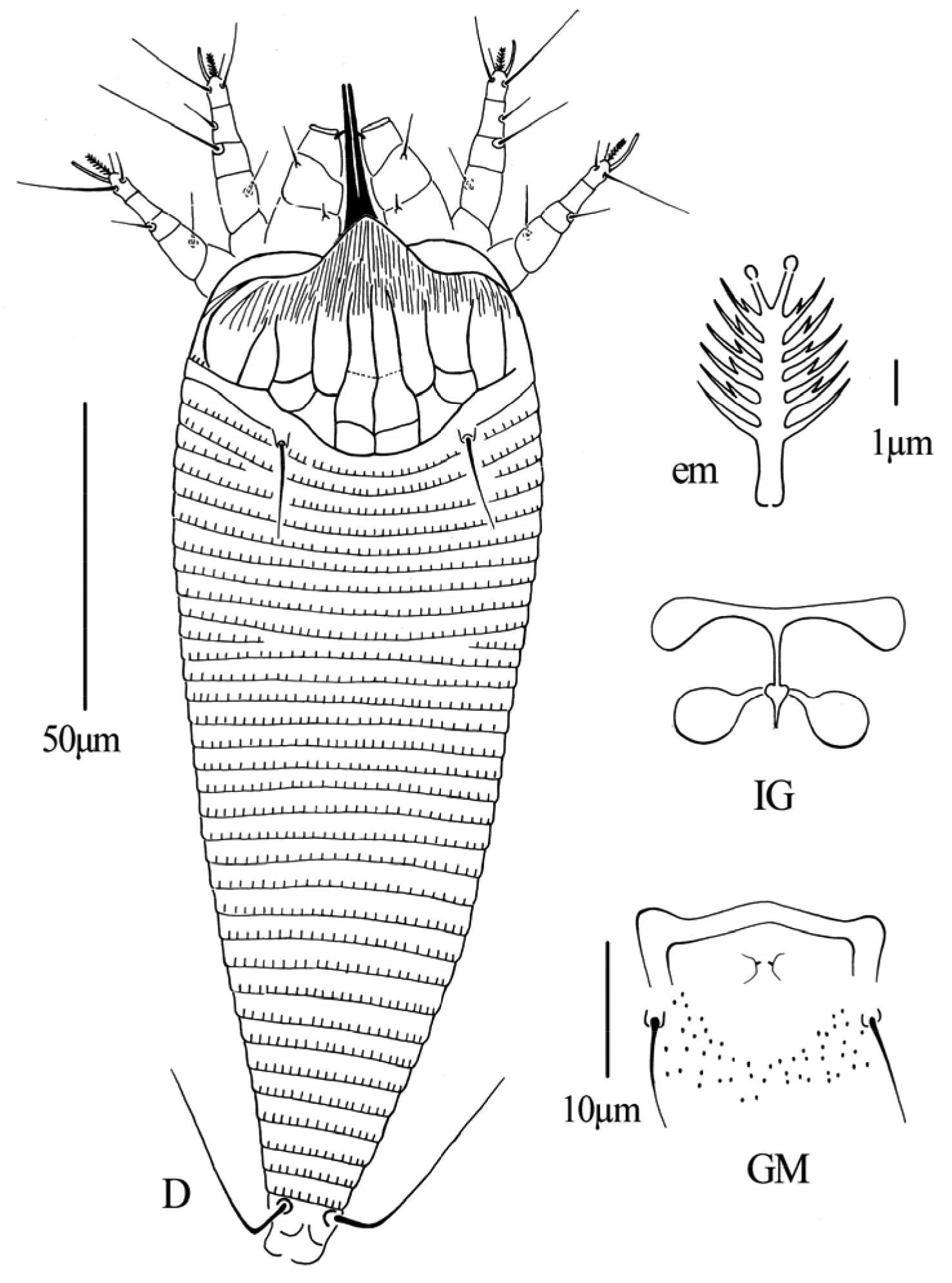 Sivun Gammaphytoptus striatilobus Wang, Han, Xue & Hong 2014 kuva