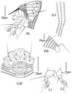 Sivun Gammaphytoptus striatilobus Wang, Han, Xue & Hong 2014 kuva