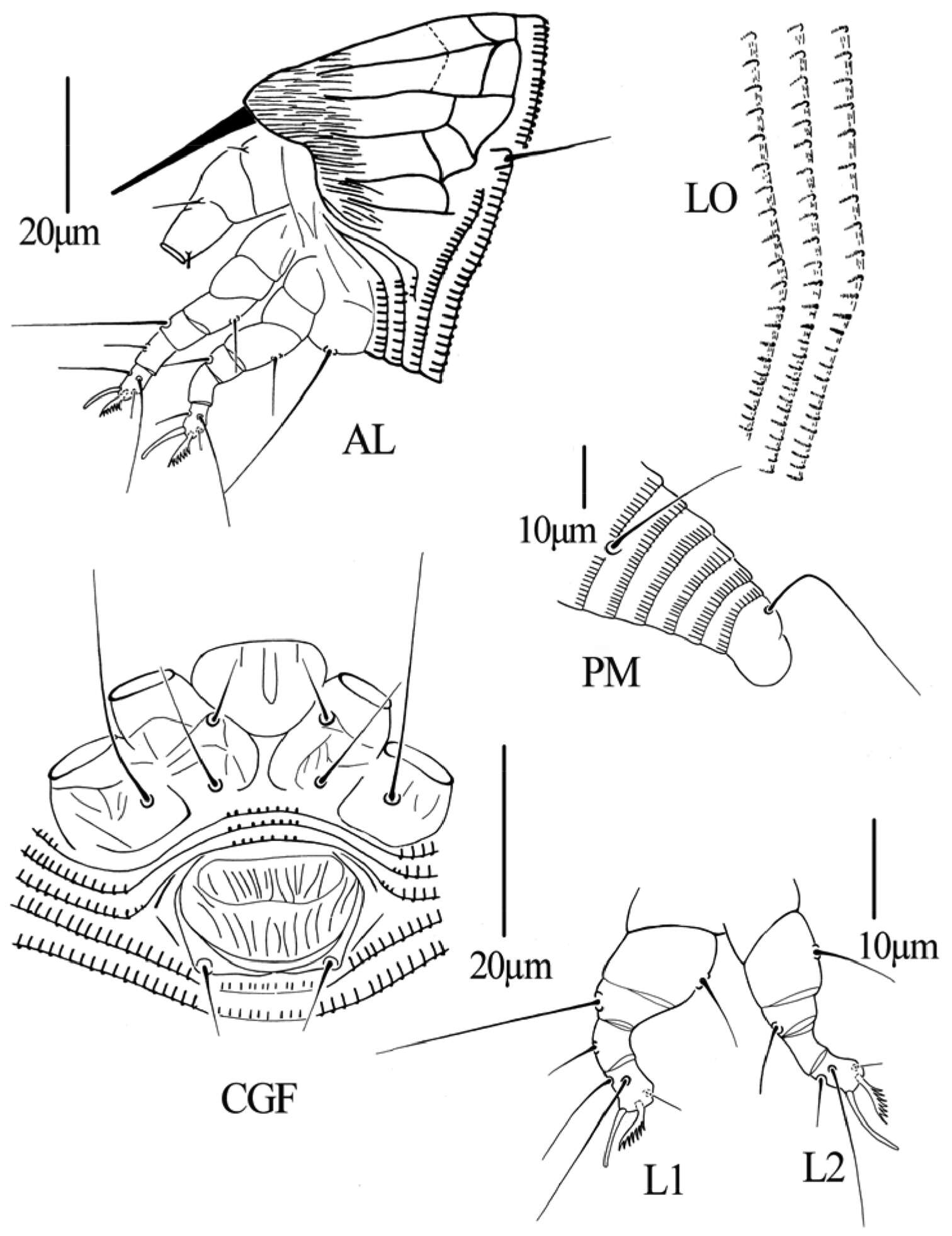 Image of Gammaphytoptus striatilobus Wang, Han, Xue & Hong 2014