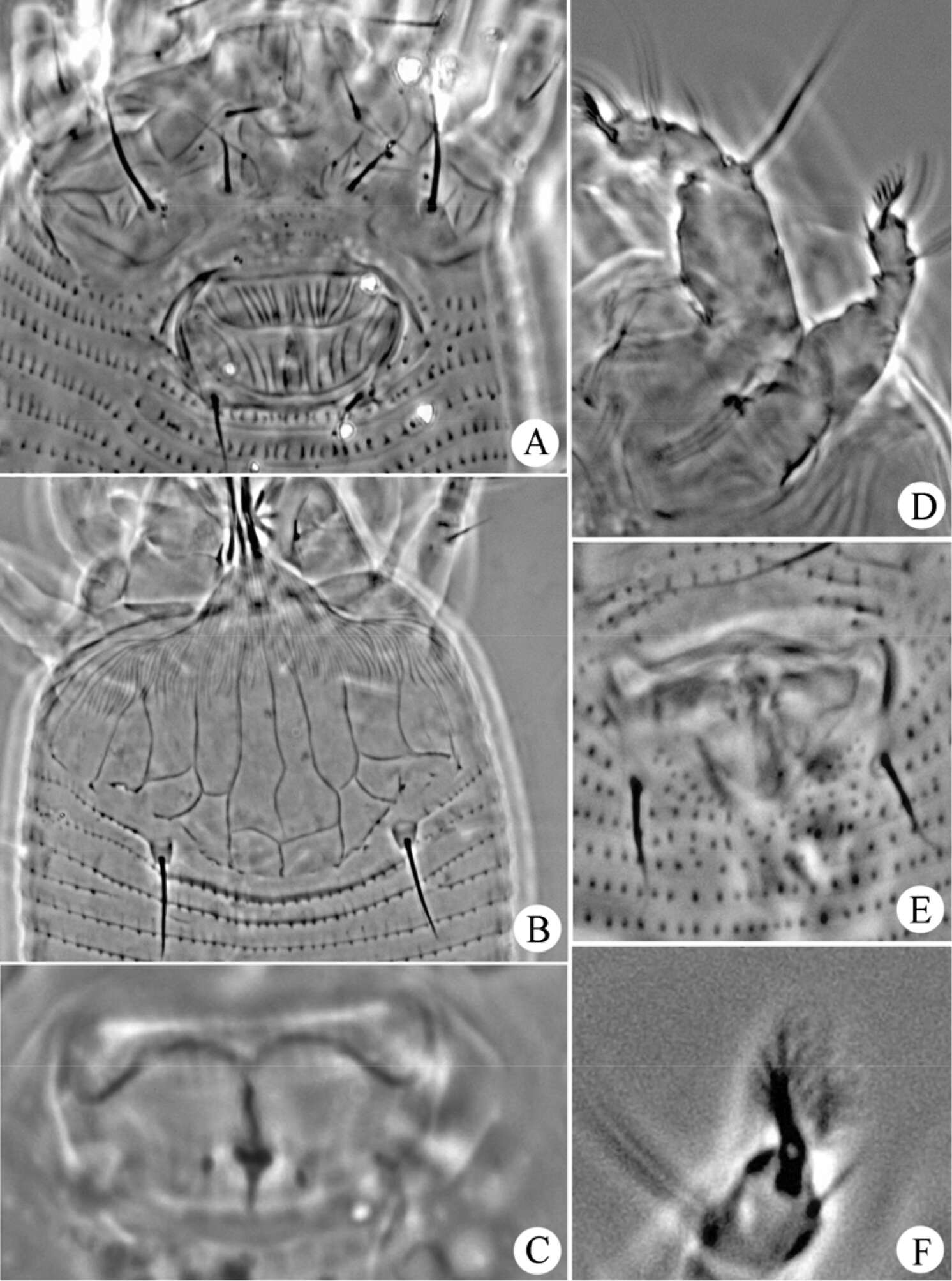 Sivun Gammaphytoptus striatilobus Wang, Han, Xue & Hong 2014 kuva
