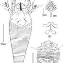 Phyllocoptes setalsolenidion Wang, Han, Xue & Hong 2014 resmi