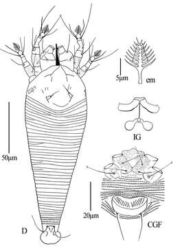 Image of Phyllocoptes