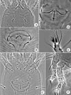 Plancia ëd Acariformes