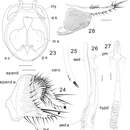 Plancia ëd Colocasiomyia longifilamentata Li & Gao