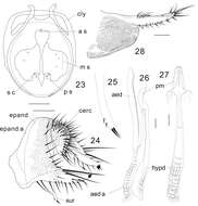 Plancia ëd Colocasiomyia longifilamentata Li & Gao