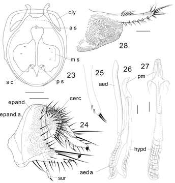 Plancia ëd Colocasiomyia longifilamentata Li & Gao