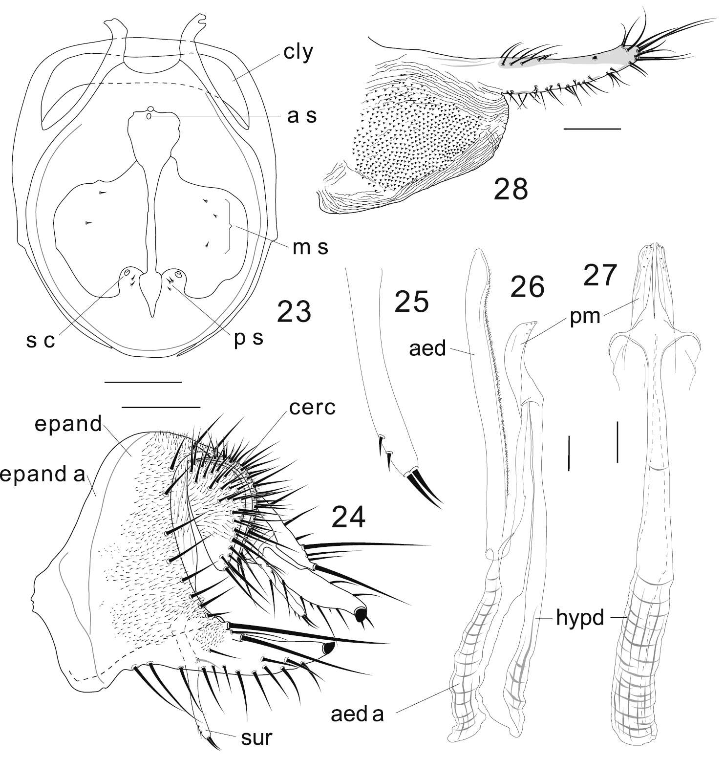 Image of Colocasiomyia longifilamentata Li & Gao