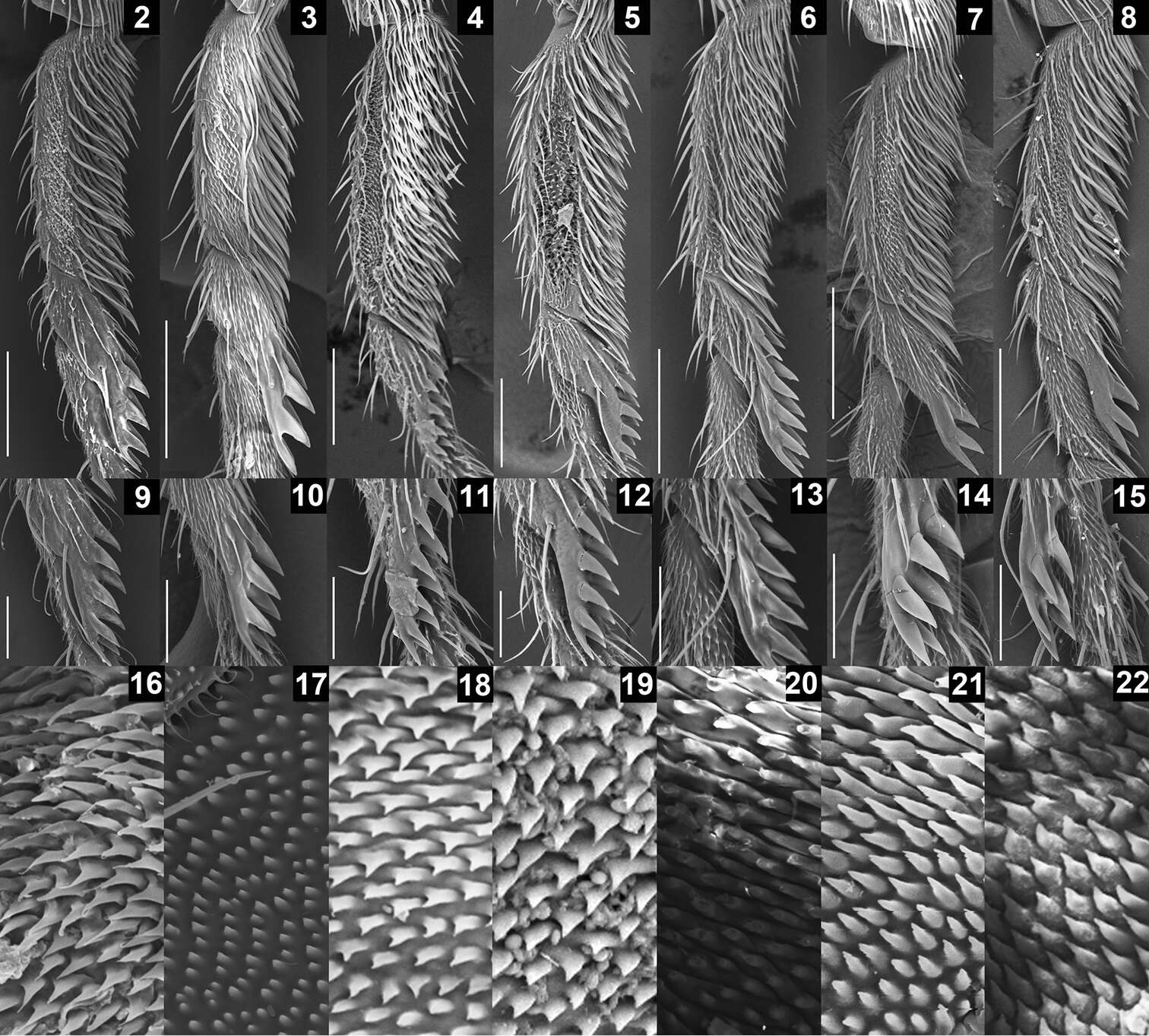 Plancia ëd Colocasiomyia longivalva Li & Gao