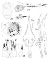 Image of Colocasiomyia longivalva Li & Gao