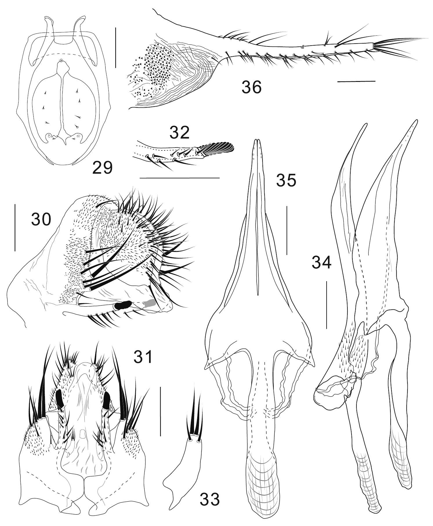 Plancia ëd Colocasiomyia longivalva Li & Gao