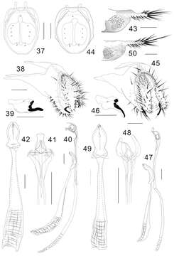 Plancia ëd Colocasiomyia hailini Li & Gao