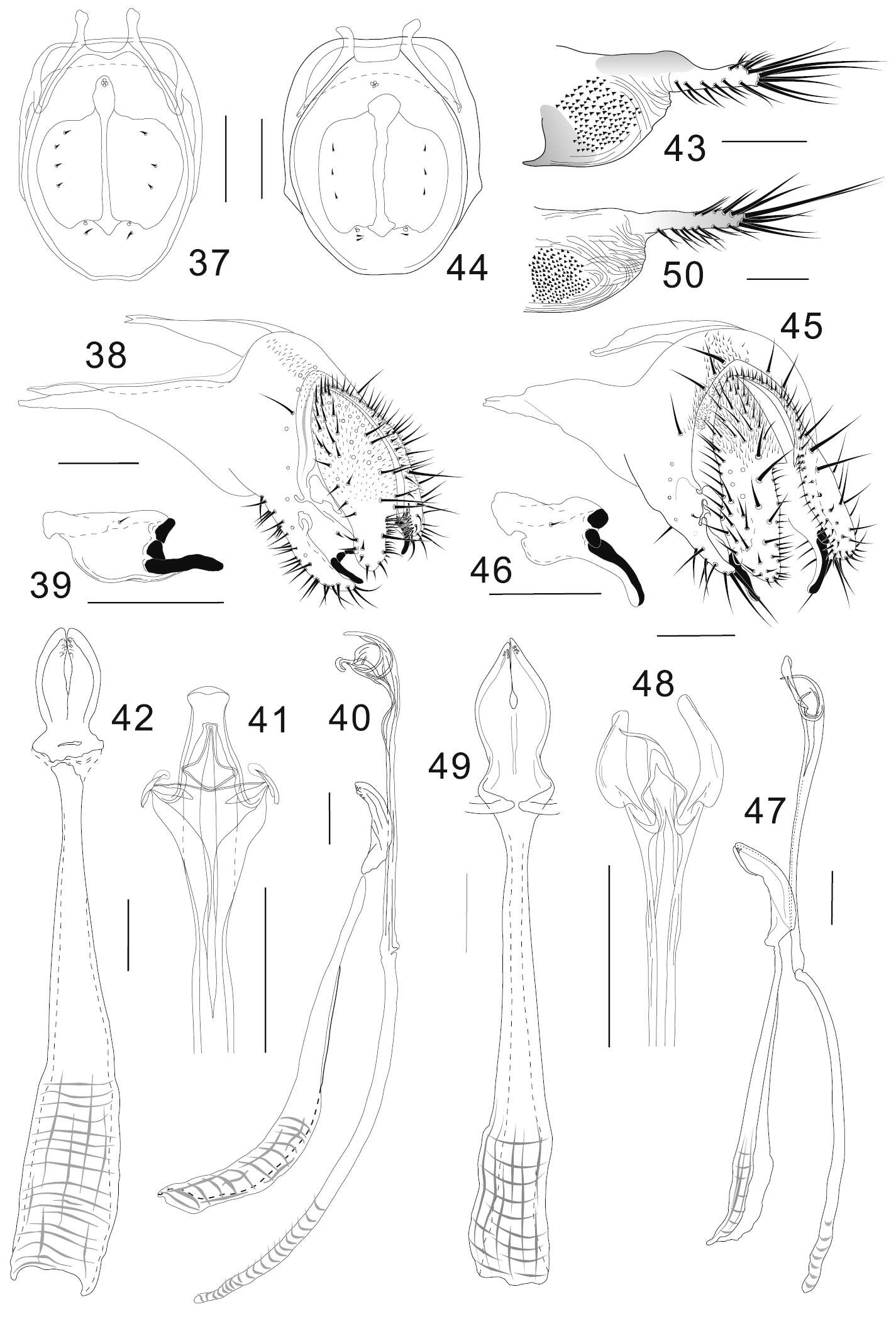 Image of Colocasiomyia hailini Li & Gao