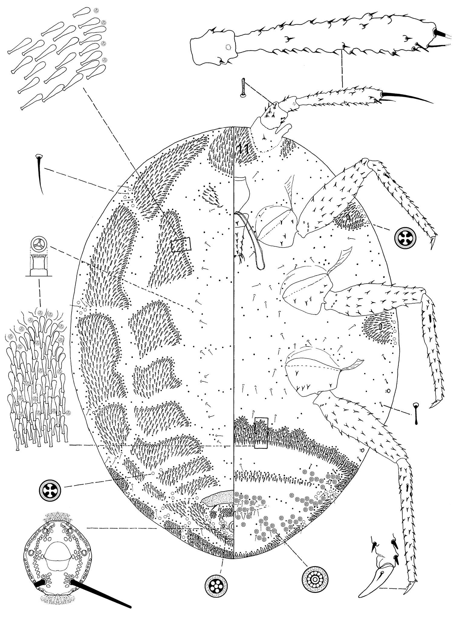 Image of Ortheziola marottai Kaydan & Szita