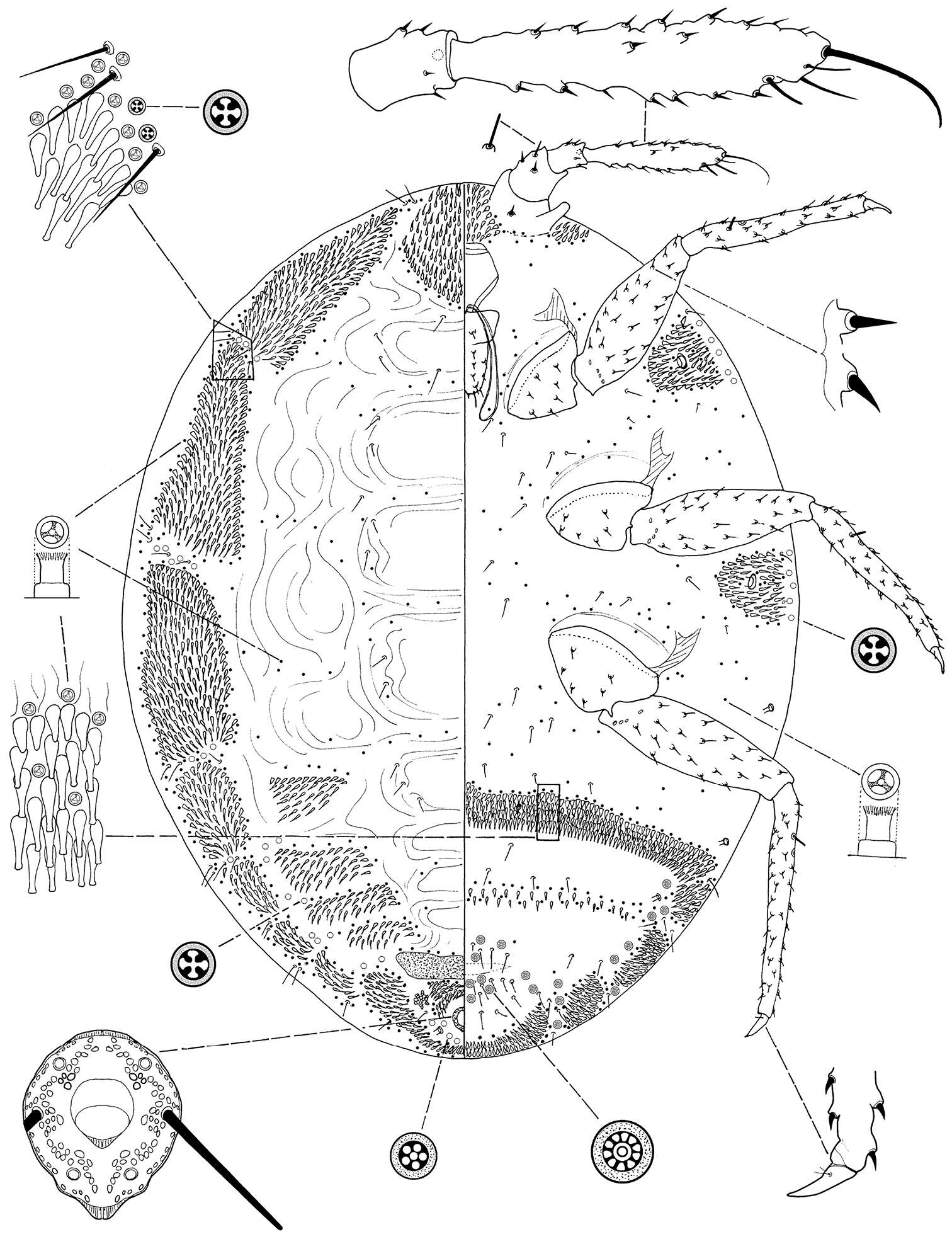 Image of Ortheziola viti Szita & Konczné Benedicty