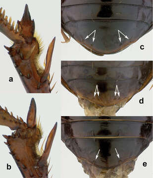 Image of Amara (Amara) silvestrii Baliani 1937