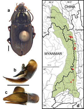 Plancia ëd Amara (Amara) silvestrii Baliani 1937