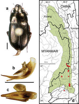 Image of Amara (Pseudoamara) birmana Baliani 1934