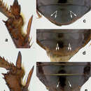 Amara (Xenocelia) sikkimensis Andrewes 1930 resmi