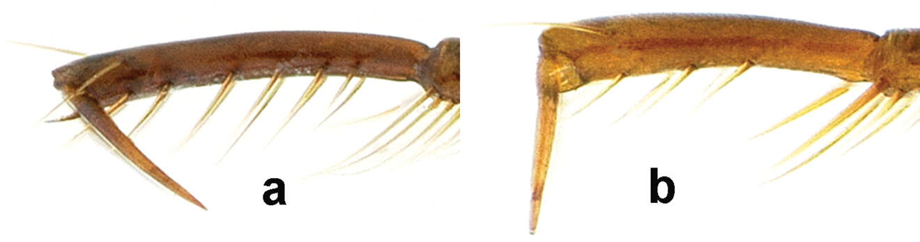 Amara (Bradytus) dissimilis Tschitscherine 1894 resmi