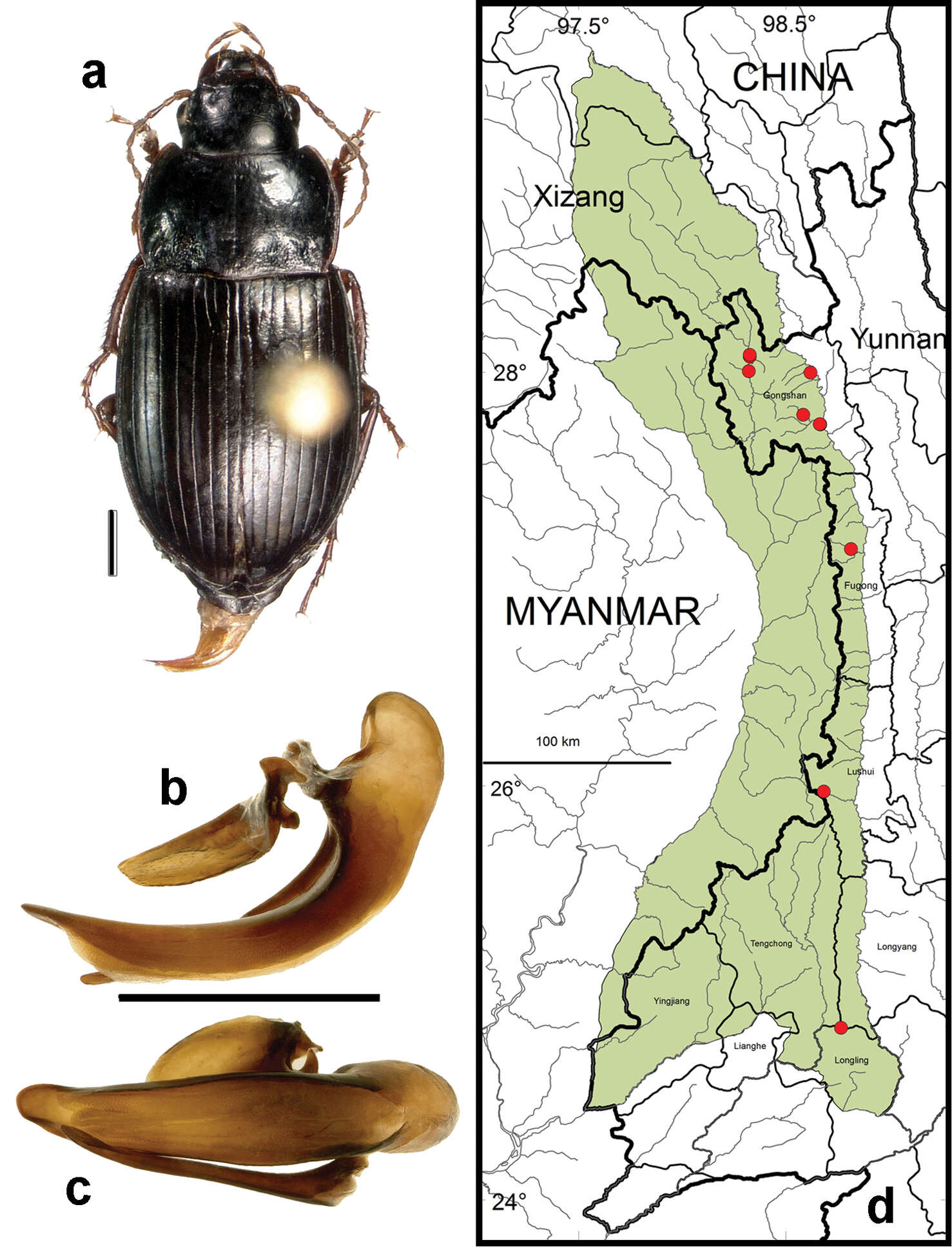 Image de Amara (Bradytus) dissimilis Tschitscherine 1894