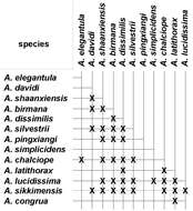 Image de Amara (Bradytus) dissimilis Tschitscherine 1894