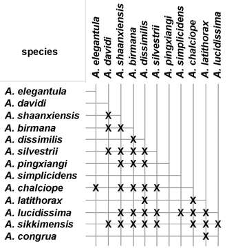 Image of Amara (Bradytus) dissimilis Tschitscherine 1894