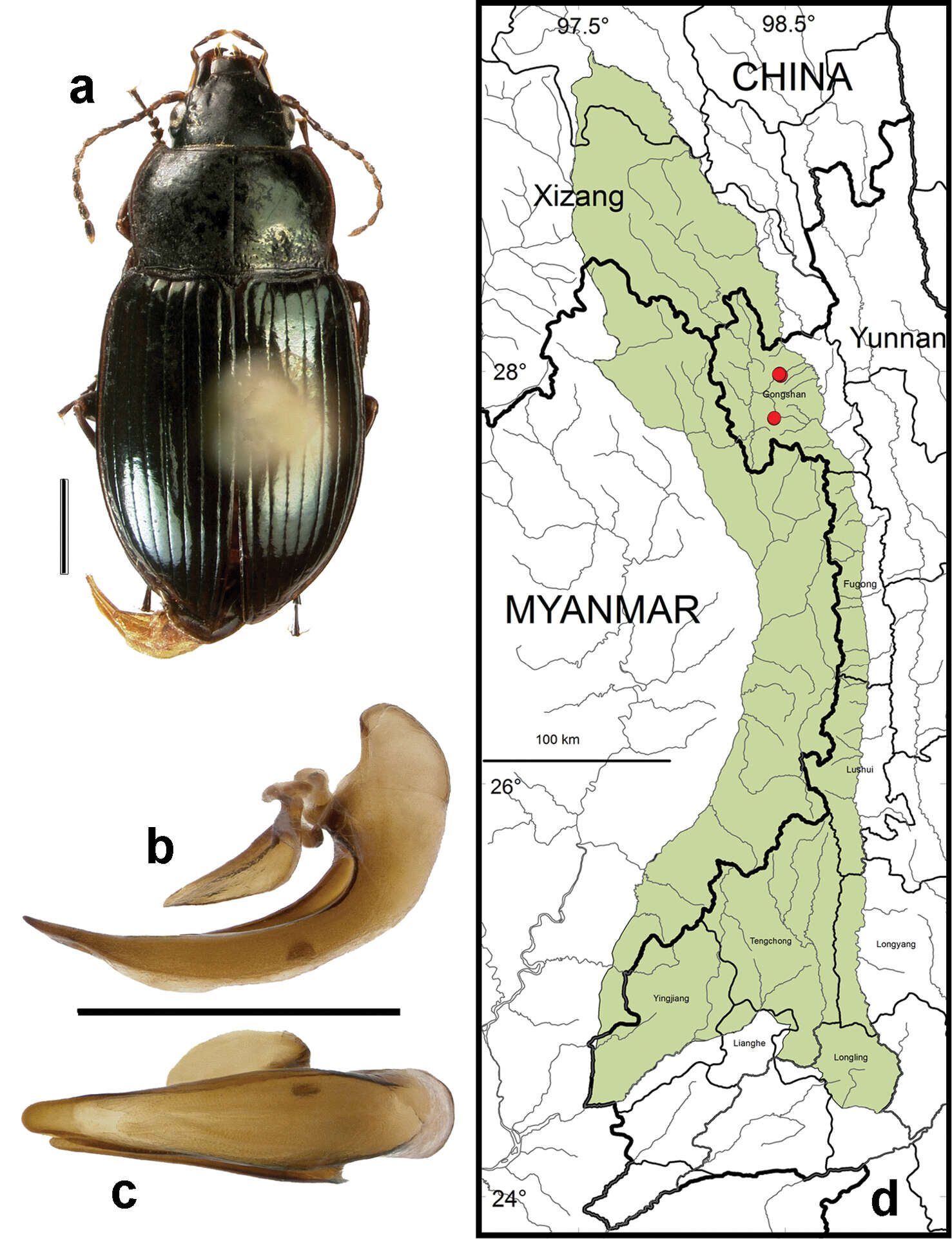 Amara (Bradytus) elegantula Tschitscherine 1899 resmi