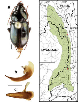 Amara (Bradytus) pingshiangi Jedlicka 1957 resmi