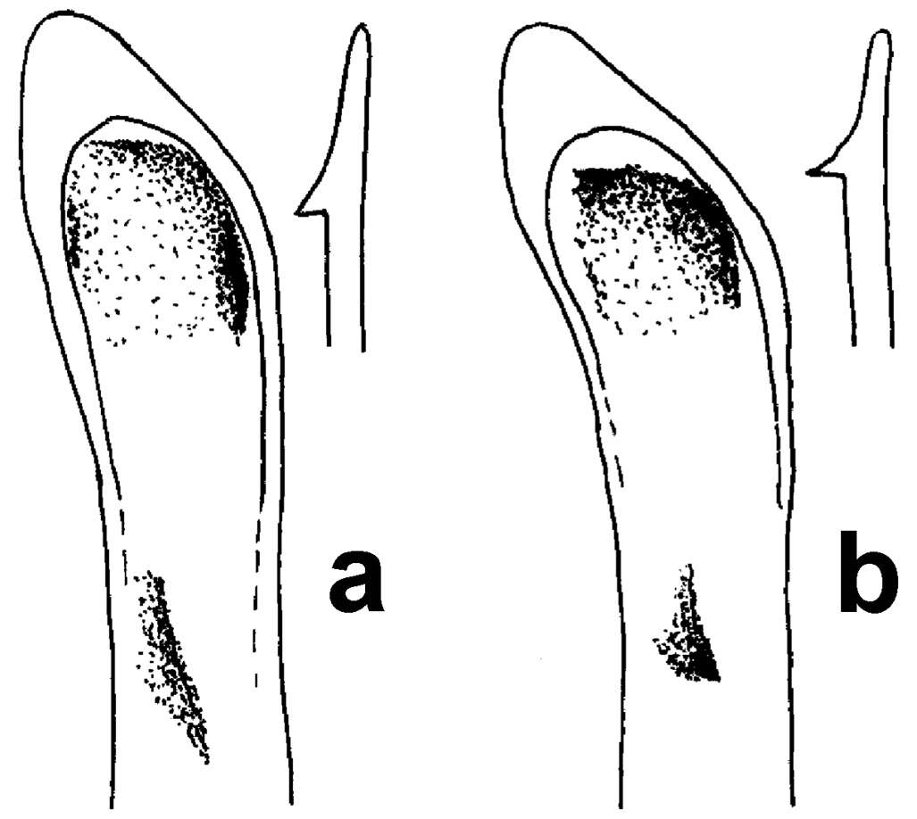 Image of Amara (Reductocelia) lucidissima Baliani 1932