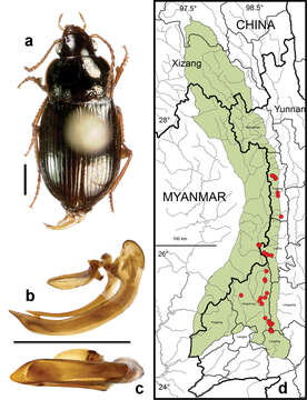 Image of Amara (Reductocelia) lucidissima Baliani 1932