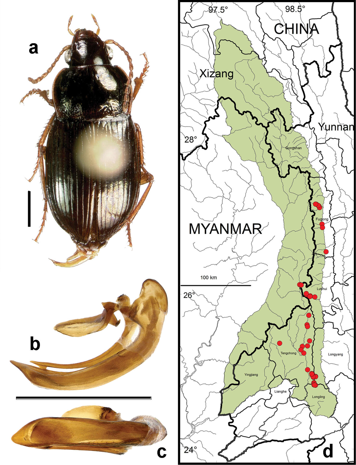 Image of Amara (Reductocelia) lucidissima Baliani 1932