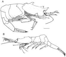 Image of Anachlorocurtis occidentalis Horká, De Grave & Ďuriš 2014