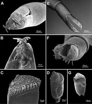 Image of Anachlorocurtis occidentalis Horká, De Grave & Ďuriš 2014