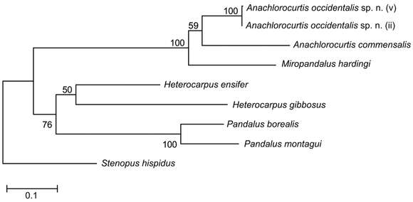 Image of Anachlorocurtis occidentalis Horká, De Grave & Ďuriš 2014