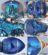 Image of Omalus pseudoimbecillus Wei, Rosa, Liu & Xu 2014