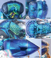 Image of Omalus tibetanus Wei, Rosa, Liu & Xu 2014