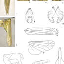 Image of Symplanella recurvata Yang & Chen 2014