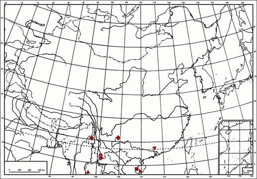 Image of Symplanella recurvata Yang & Chen 2014