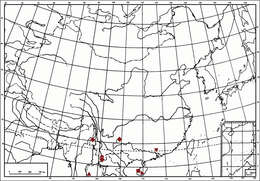 Image of Symplanella hainanensis Yang & Chen 2014