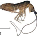 Image of Tomocerus postantennalis Yu, D-Y, Zhang, F, Deharveng & L 2014