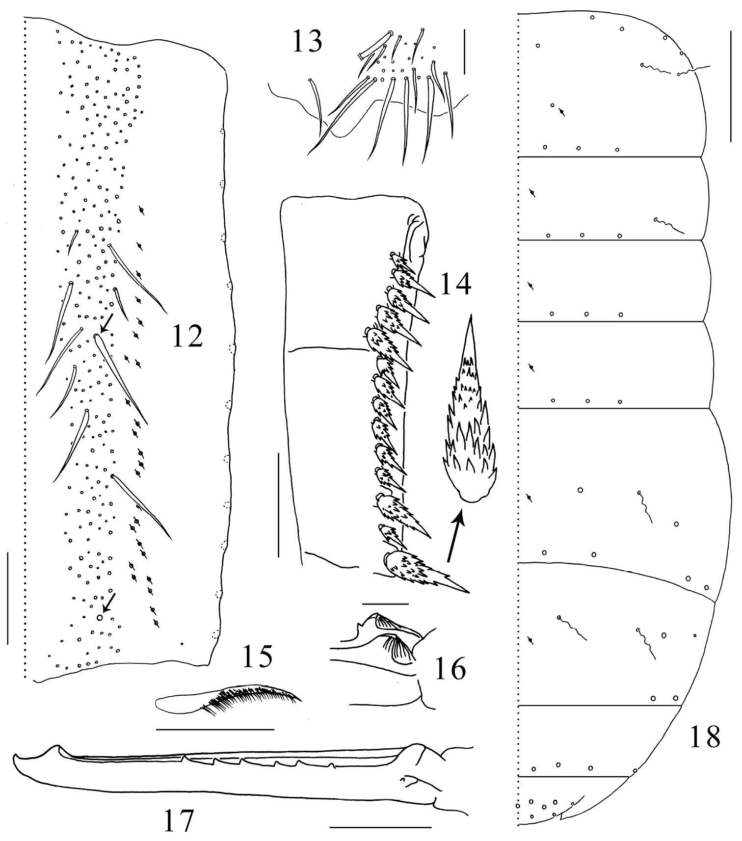 Image of Tomoceroidea