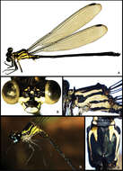 Image of Amphipteryx jaroli Jocque & Argueta 2014