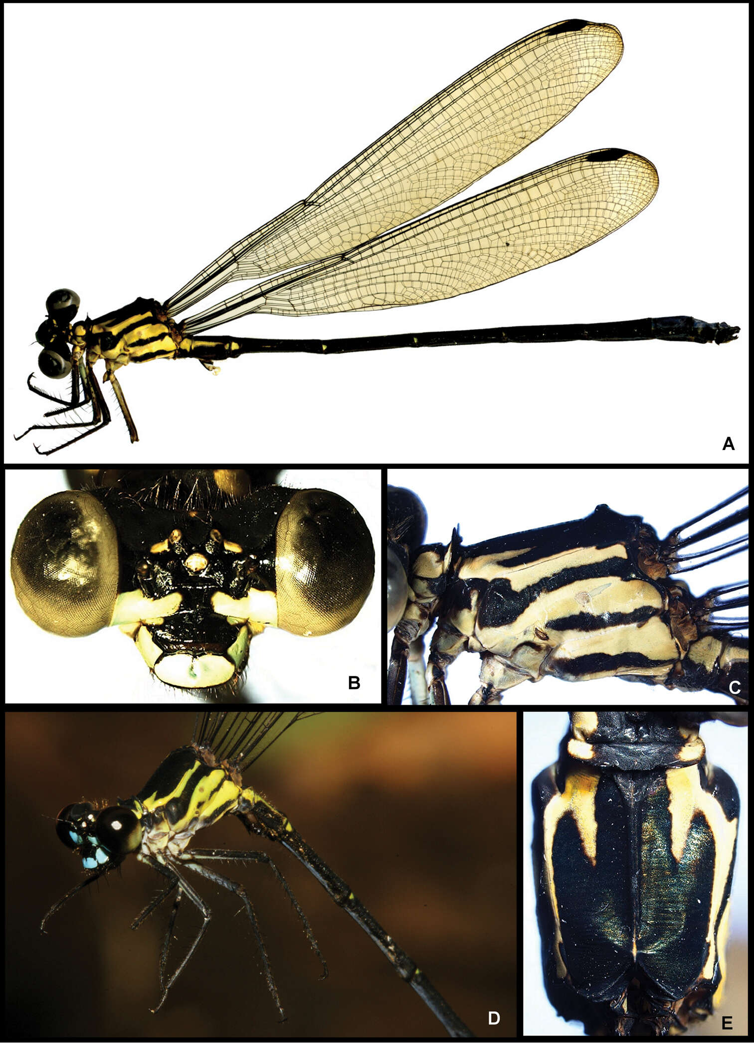 Image of Amphipteryx jaroli Jocque & Argueta 2014