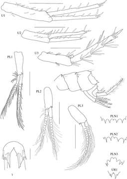 Image of Melitidae Bousfield 1973